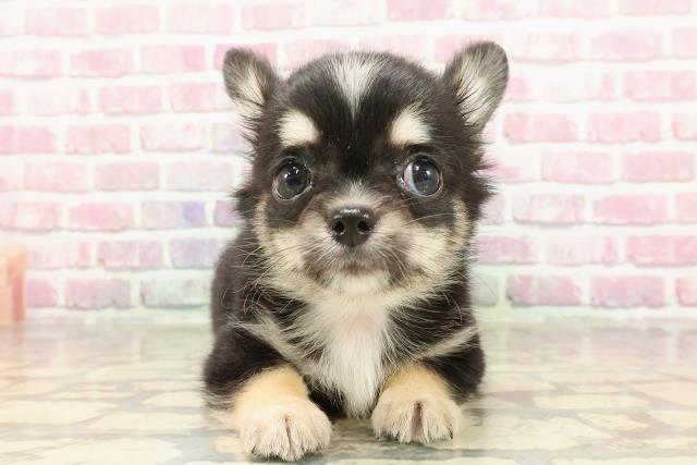 愛知県のチワワ(ロング) (Coo&RIKU半田店/2025年4月5日生まれ/男の子/ブラックタンホワイト)の子犬