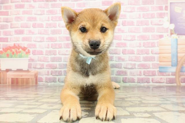 埼玉県の豆柴 (Coo&RIKUアニマルケアセンター大宮/2025年3月16日生まれ/男の子/赤)の子犬