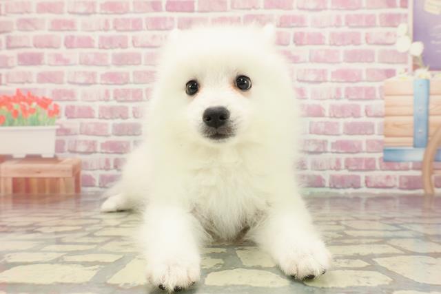 埼玉県の日本スピッツ (Coo&RIKU桶川店/2025年3月28日生まれ/女の子/ホワイト)の子犬