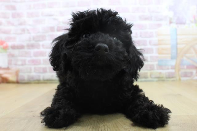 青森県のトイプードル(トイ) (Coo&RIKU八戸店/2025年3月31日生まれ/男の子/ブラック)の子犬