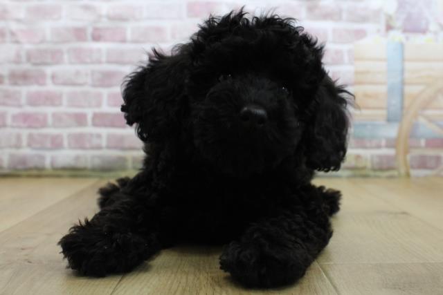 青森県のトイプードル(トイ) (Coo&RIKU青森店/2025年3月31日生まれ/男の子/ブラック)の子犬