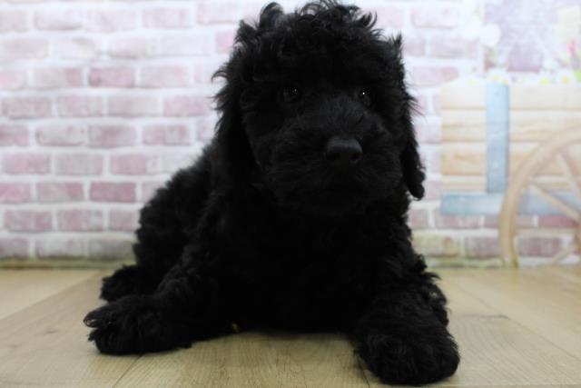 福島県のトイプードル(トイ) (Coo&RIKU郡山店/2025年3月31日生まれ/男の子/ブラック)の子犬