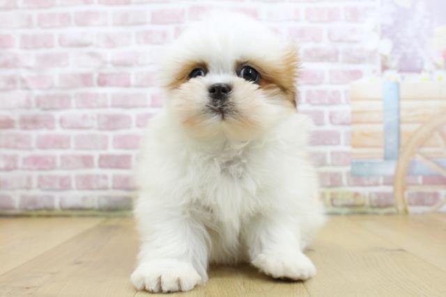 岩手県のシーズー (Coo&RIKU一関店/2025年4月3日生まれ/男の子/ホワイトゴールド)の子犬