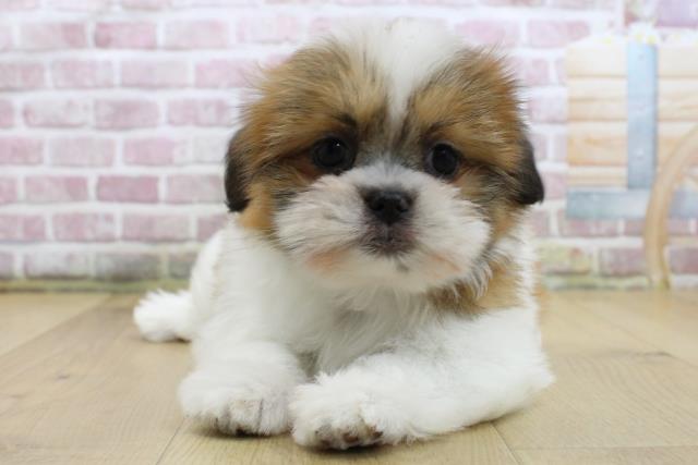 福島県のシーズー (Coo&RIKU福島店/2025年4月3日生まれ/女の子/ゴールドホワイト)の子犬