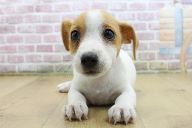 福島県のジャックラッセルテリア (Coo&RIKU郡山店/2025年4月3日生まれ/男の子/ホワイトタン)の子犬