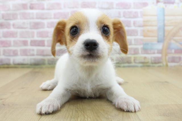 福島県のジャックラッセルテリア (Coo&RIKU福島店/2025年4月3日生まれ/女の子/ホワイトタン)の子犬