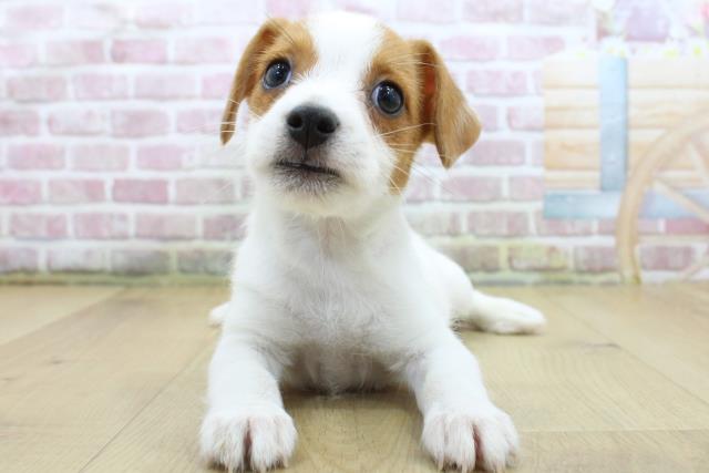 岩手県のジャックラッセルテリア (Coo&RIKU一関店/2025年4月3日生まれ/女の子/ホワイトタン)の子犬