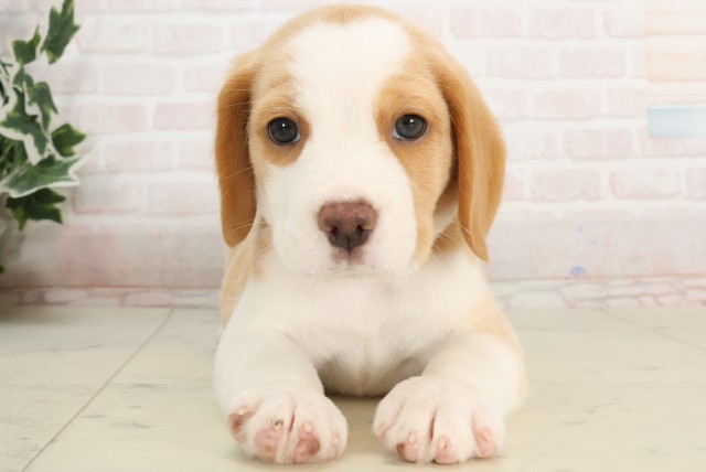 福岡県のビーグル (Coo&RIKU福岡西店/2025年3月29日生まれ/女の子/レモンホワイト)の子犬