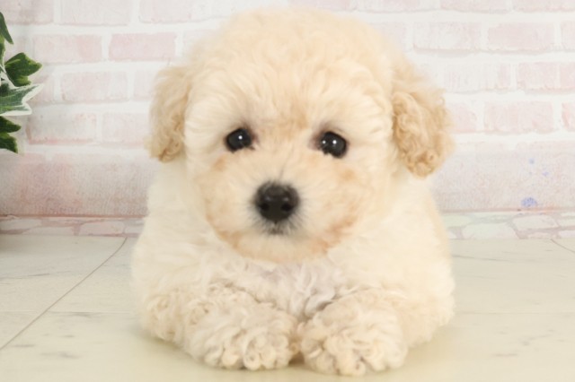 福岡県のトイプードル(トイ) (Coo&RIKU福岡西店/2025年4月6日生まれ/男の子/ホワイト)の子犬