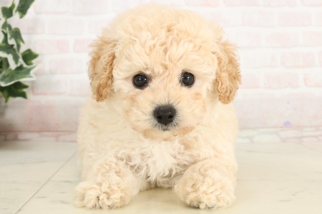 熊本県のトイプードル(トイ) (Coo&RIKU熊本店/2025年4月6日生まれ/男の子/ホワイト)の子犬