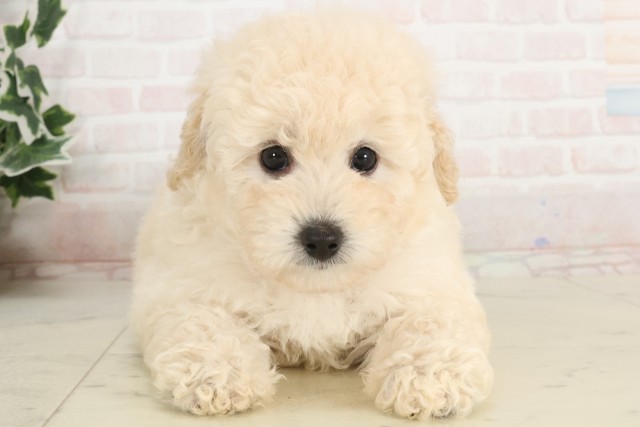 鹿児島県のトイプードル(トイ) (Coo&RIKU鹿児島店/2025年4月6日生まれ/女の子/ホワイト)の子犬