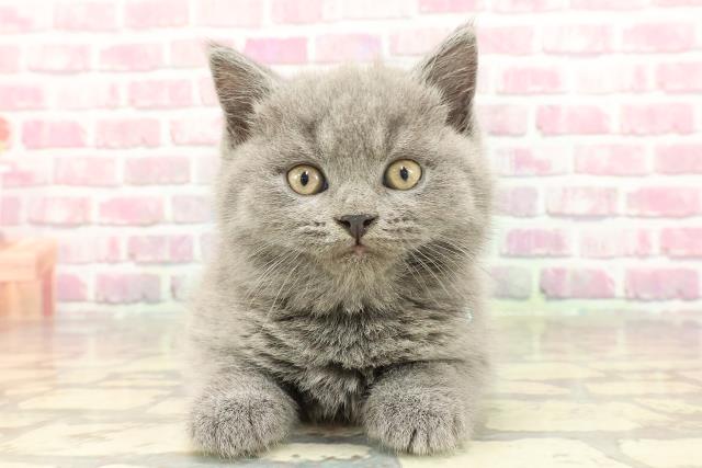 東京都のブリティッシュショートヘアー (Coo&RIKU立川店/2025年4月7日生まれ/男の子/ブルー)の子猫