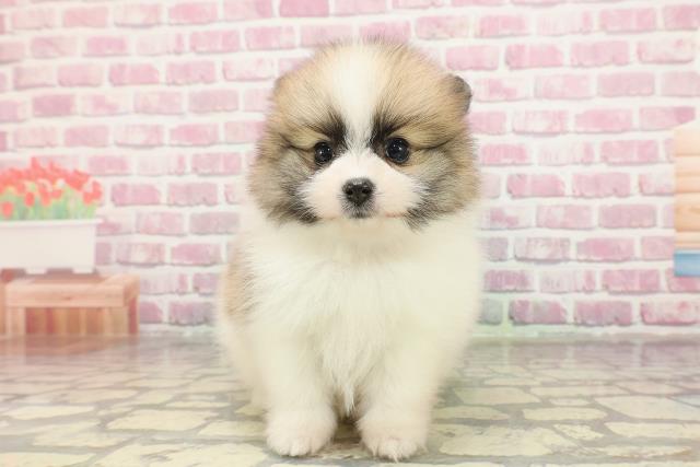 東京都のポメラニアン (Coo&RIKU武蔵小山店/2025年4月7日生まれ/女の子/パーティーカラー)の子犬