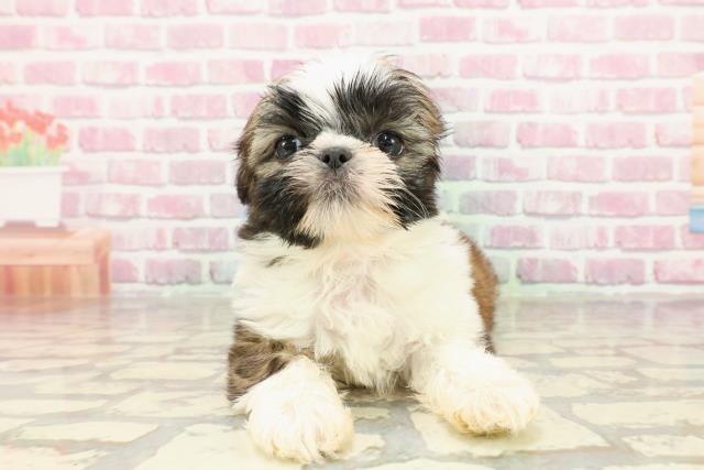 新潟県のシーズー (Coo&RIKU上越店/2025年4月2日生まれ/女の子/ホワイトゴールド)の子犬