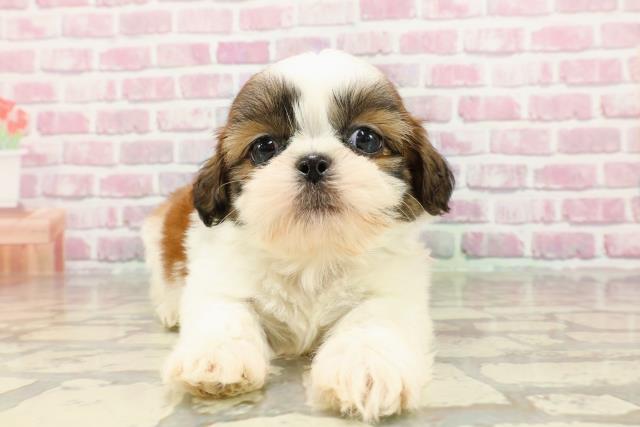 富山県のシーズー (Coo&RIKU富山店/2025年4月2日生まれ/女の子/ホワイトゴールド)の子犬