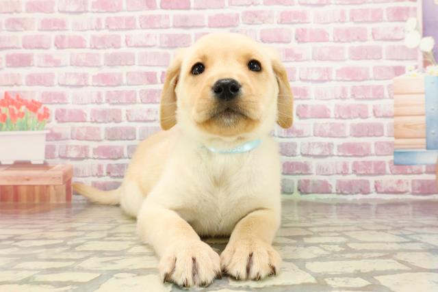 東京都のラブラドールレトリーバー (Coo&RIKU足立本店/2025年4月5日生まれ/男の子/イエロー)の子犬