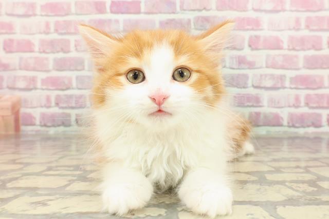 ノルウェージャン・フォレストキャット