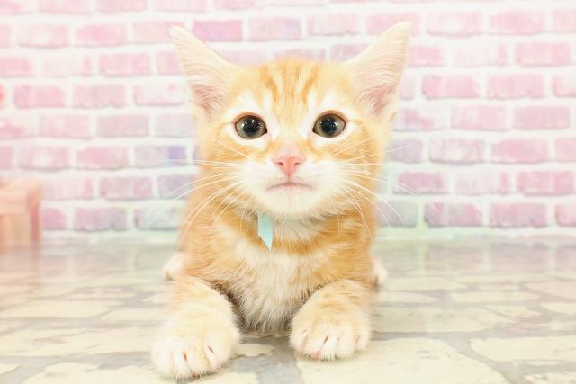 新潟県のアメリカンショートヘアー (Coo&RIKU上越店/2025年4月4日生まれ/男の子/レッドタビー)の子猫
