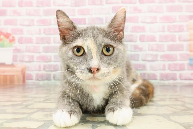 富山県のマンチカン (Coo&RIKU富山店/2025年1月26日生まれ/女の子/ブルーパッチドタビーホワイト)の子猫