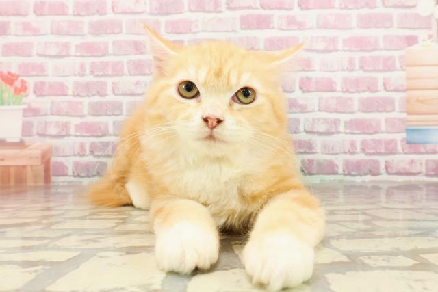 千葉県のラガマフィン (Coo&RIKU木更津店/2025年1月28日生まれ/男の子/レッドタビー)の子猫