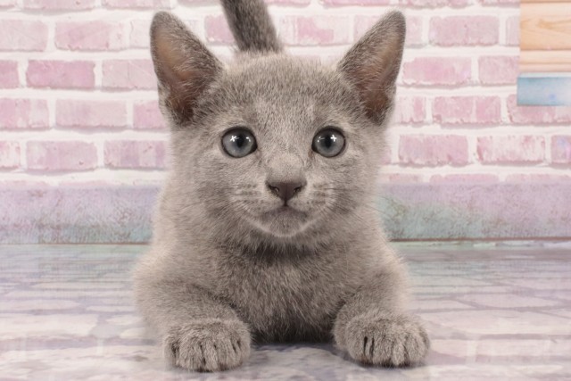 兵庫県のロシアンブルー (Coo&RIKU神戸三宮店/2025年4月1日生まれ/男の子/ブルー)の子猫