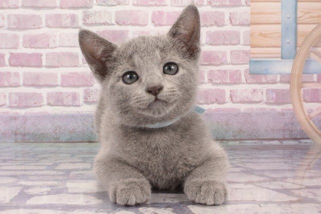 京都府のロシアンブルー (Coo&RIKU舞鶴店/2025年4月1日生まれ/男の子/ブルー)の子猫