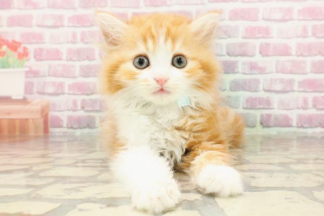 石川県のマンチカン (Coo&RIKU金沢店/2025年3月30日生まれ/男の子/レッドタビーホワイト)の子猫
