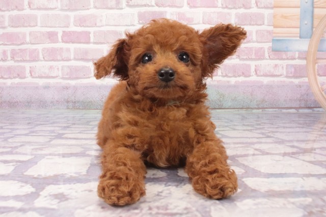兵庫県のティーカッププードル (Coo&RIKU神戸三宮店/2025年4月5日生まれ/男の子/レッド)の子犬