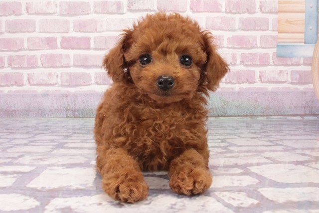 大阪府のティーカッププードル (Coo&RIKU茶屋町店/2025年4月5日生まれ/女の子/レッド)の子犬