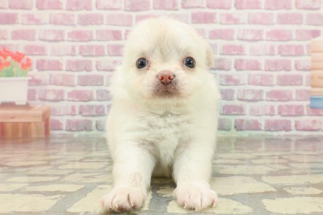 埼玉県のチワワ(ロング) (Coo&RIKU綿半坂戸店/2025年4月5日生まれ/女の子/クリーム)の子犬