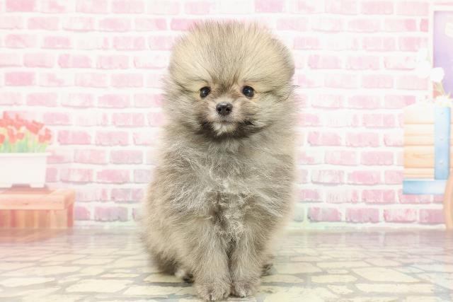 長野県のポメラニアン (Coo&RIKU綿半中野店/2025年4月4日生まれ/男の子/ウルフセーブル)の子犬