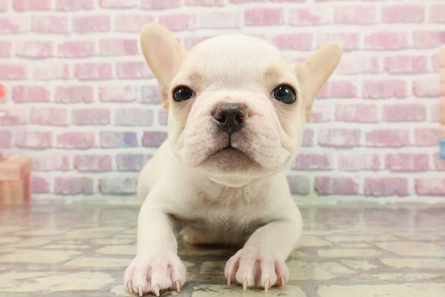 新潟県のフレンチブルドッグ (Coo&RIKU長岡店/2025年4月8日生まれ/女の子/クリームホワイト)の子犬