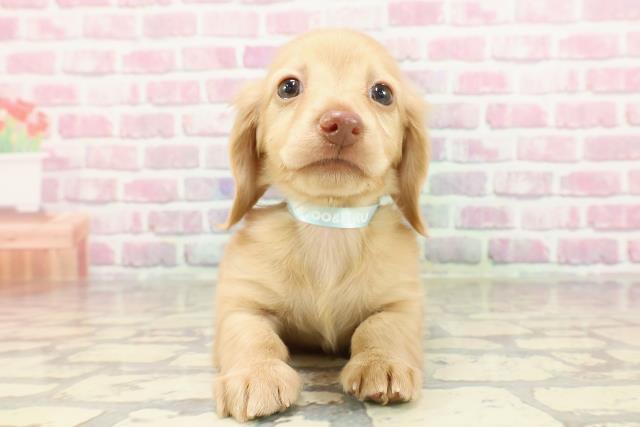 北海道のカニンヘンダックスフンド(ロング) (Coo&RIKU釧路店/2025年4月3日生まれ/男の子/イエロー)の子犬
