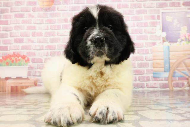 東京都のニューファンドランド (Coo&RIKU足立本店/2025年4月4日生まれ/男の子/ランドシーア)の子犬