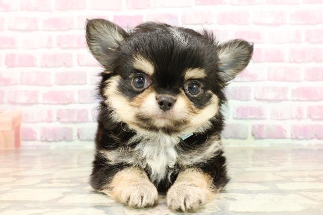 東京都のチワワ(ロング) (Coo&RIKU吉祥寺店/2025年4月1日生まれ/男の子/ブラックタンホワイト)の子犬