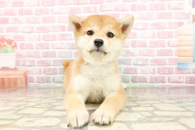 千葉県の柴犬(標準サイズ) (Coo&RIKU東船橋店/2025年4月6日生まれ/女の子/赤)の子犬