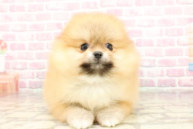 東京都のポメラニアン (Coo&RIKU武蔵小山店/2025年4月6日生まれ/男の子/オレンジ)の子犬