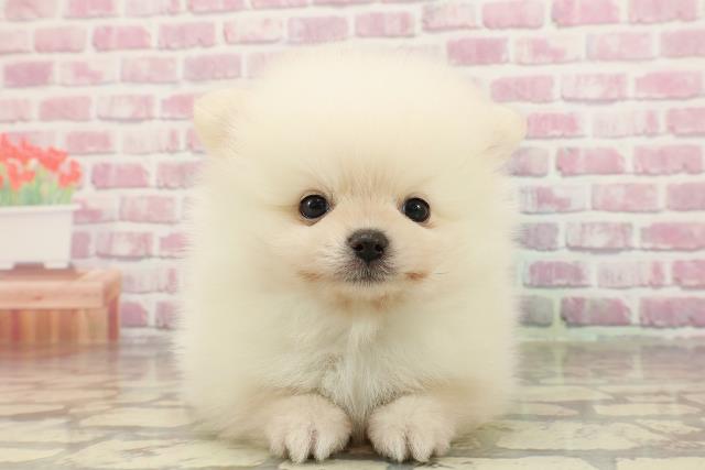 茨城県のポメラニアン (Coo&RIKU日立店/2025年4月6日生まれ/男の子/クリーム)の子犬