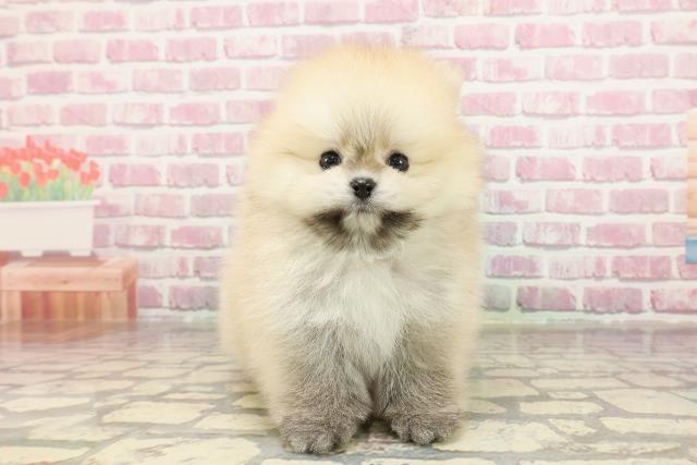 東京都のポメラニアン (Coo&RIKU池袋西口店/2025年4月7日生まれ/男の子/オレンジ)の子犬