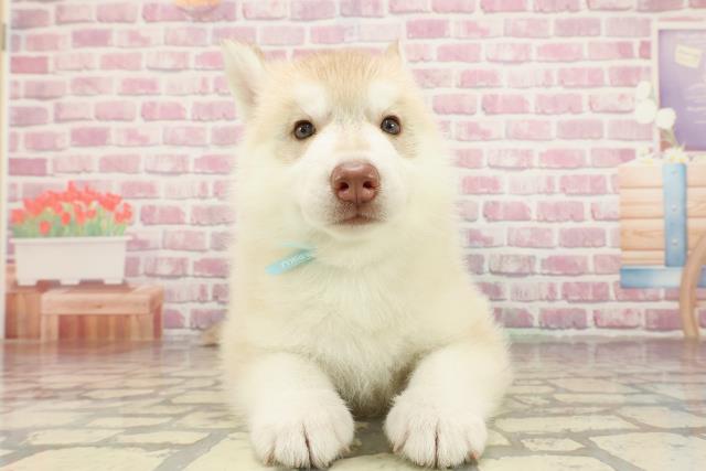 埼玉県のシベリアンハスキー (Coo&RIKUアニマルケアセンター大宮/2025年4月7日生まれ/男の子/チョコレートホワイト)の子犬