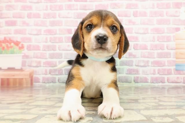千葉県のビーグル (Coo&RIKU東船橋店/2025年4月8日生まれ/男の子/ブラックタンホワイト)の子犬