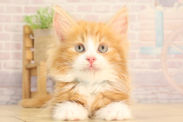 ノルウェージャン・フォレストキャット