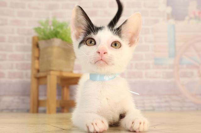 愛知県のバンビーノ (Coo&RIKU半田店/2025年3月25日生まれ/男の子/ブラックホワイト)の子猫