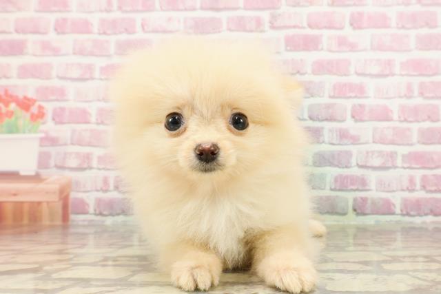 埼玉県のポメラニアン (Coo&RIKUアニマルケアセンター大宮/2025年3月10日生まれ/男の子/クリーム)の子犬