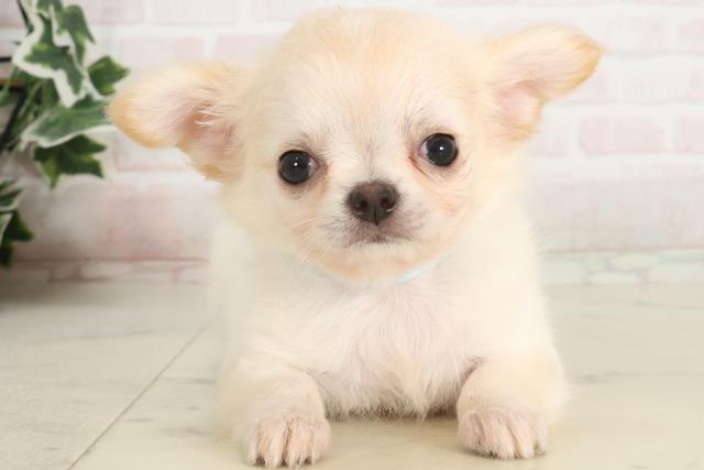 福岡県のチワワ(ロング) (Coo&RIKU福岡東店/2025年4月8日生まれ/男の子/クリームホワイト)の子犬