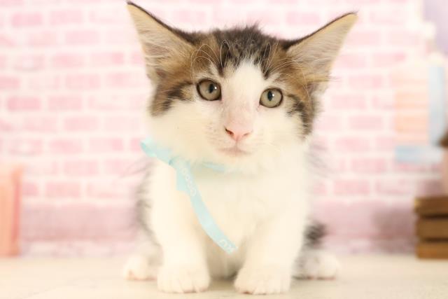 ノルウェージャン・フォレストキャット