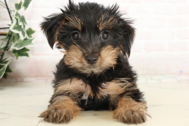 兵庫県のヨークシャーテリア (Coo&RIKU三木店/2025年4月7日生まれ/女の子/スチールブルータン)の子犬