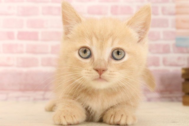 福岡県のマンチカン (Coo&RIKU福岡東店/2025年4月3日生まれ/男の子/シナモン)の子猫