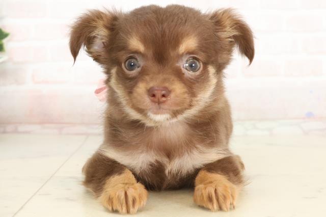 福岡県のチワワ(ロング) (Coo&RIKU福岡東店/2025年4月5日生まれ/女の子/チョコレートタン)の子犬