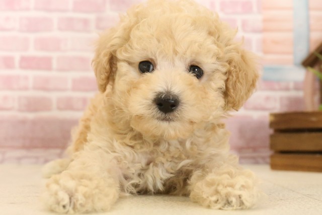 福岡県のトイプードル(トイ) (Coo&RIKU福岡東店/2025年4月8日生まれ/男の子/クリーム)の子犬